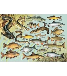 Puzzle Ryby 1000d - Produkt Puzzle Ryby 1000d