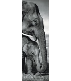 Puzzle SLONI 1000d - Produkt Puzzle SLONI 1000d